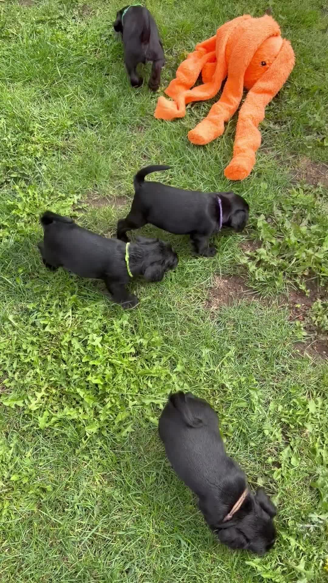 Miniature Schnauzer dogs for sale: Ready to leave 10th Sept - Video 3
