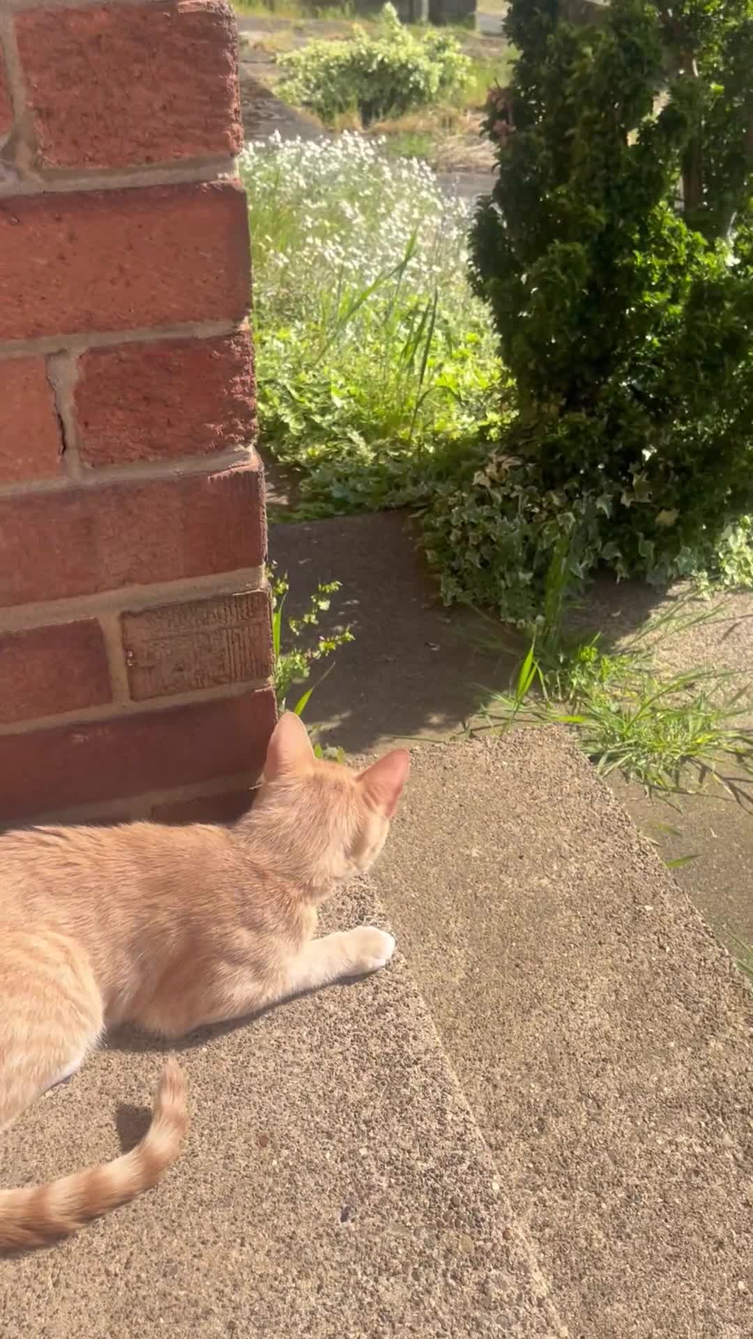Mixed Breed cats for sale: SPHYNX VARIANT MALE CAT £70 - Video 1