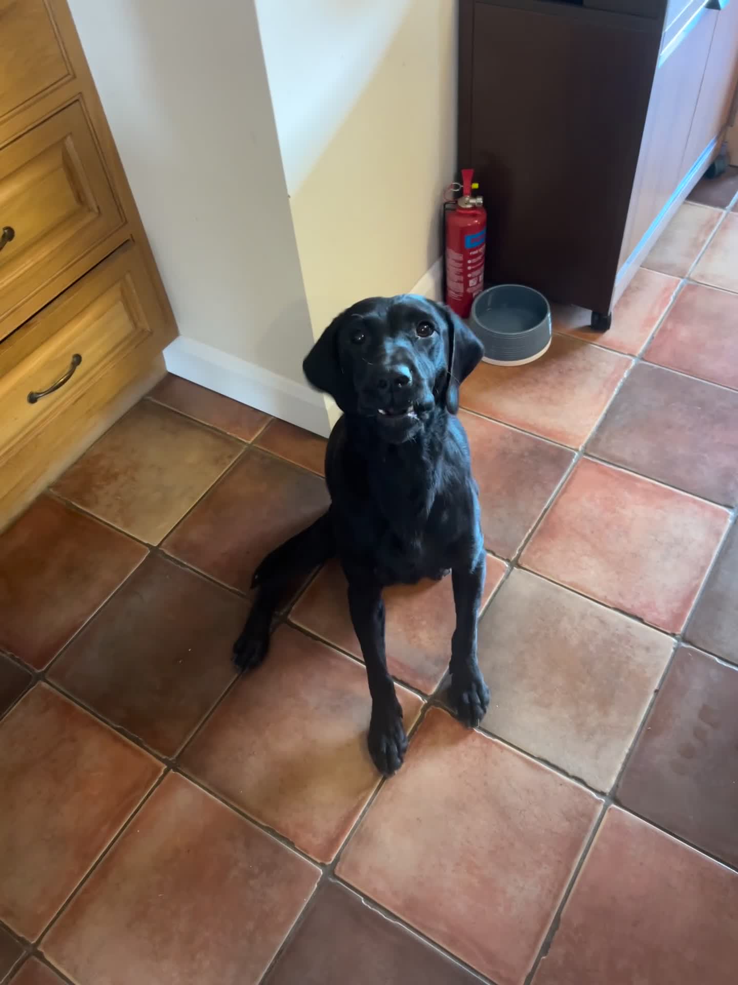 Labrador Retriever dogs for sale: Black Labrador Puppies KC Registered  - Video 1
