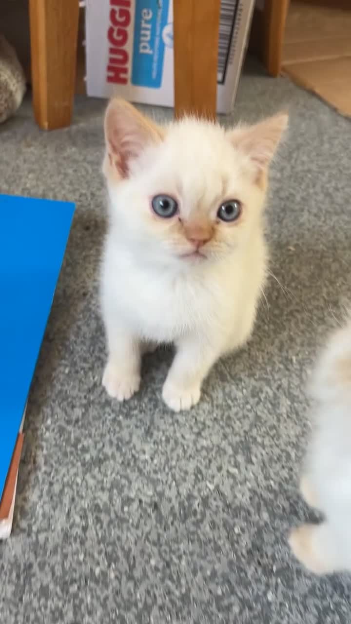 Persian cats for sale: 3 Himalayan X Chinchilla Persian kittens  - Video 1