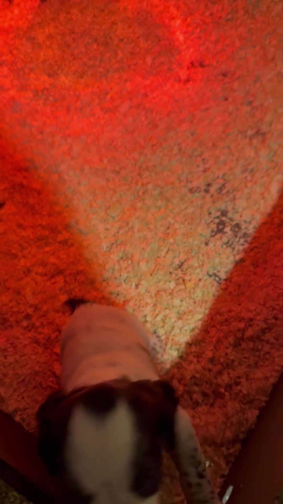 Cocker Spaniel dogs for sale: One blue roan cocker boy left - Video 4