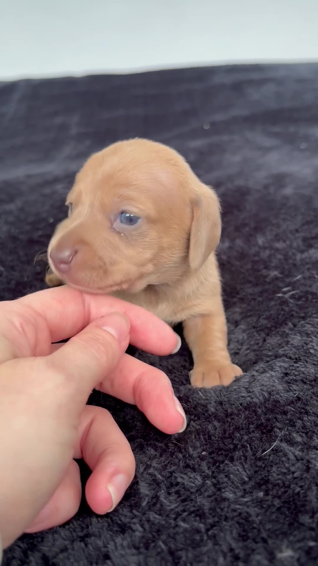 Miniature Dachshund dogs for sale: ⭐️💕miniature dachshund pups⭐️💕 - Video 5