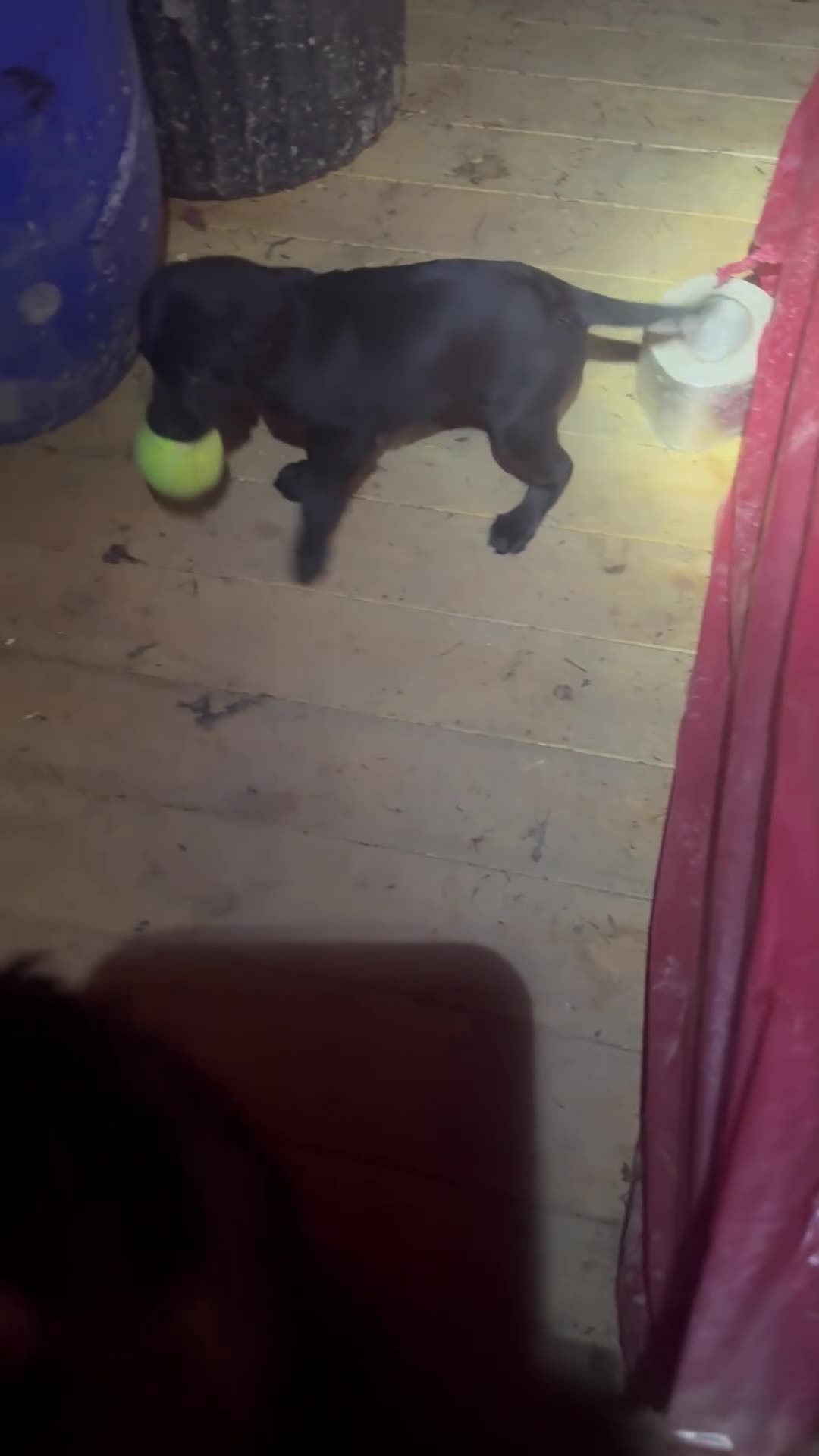 Mixed Breed dogs for sale: Gorgeous, well socialised Springador setters! - Video 3