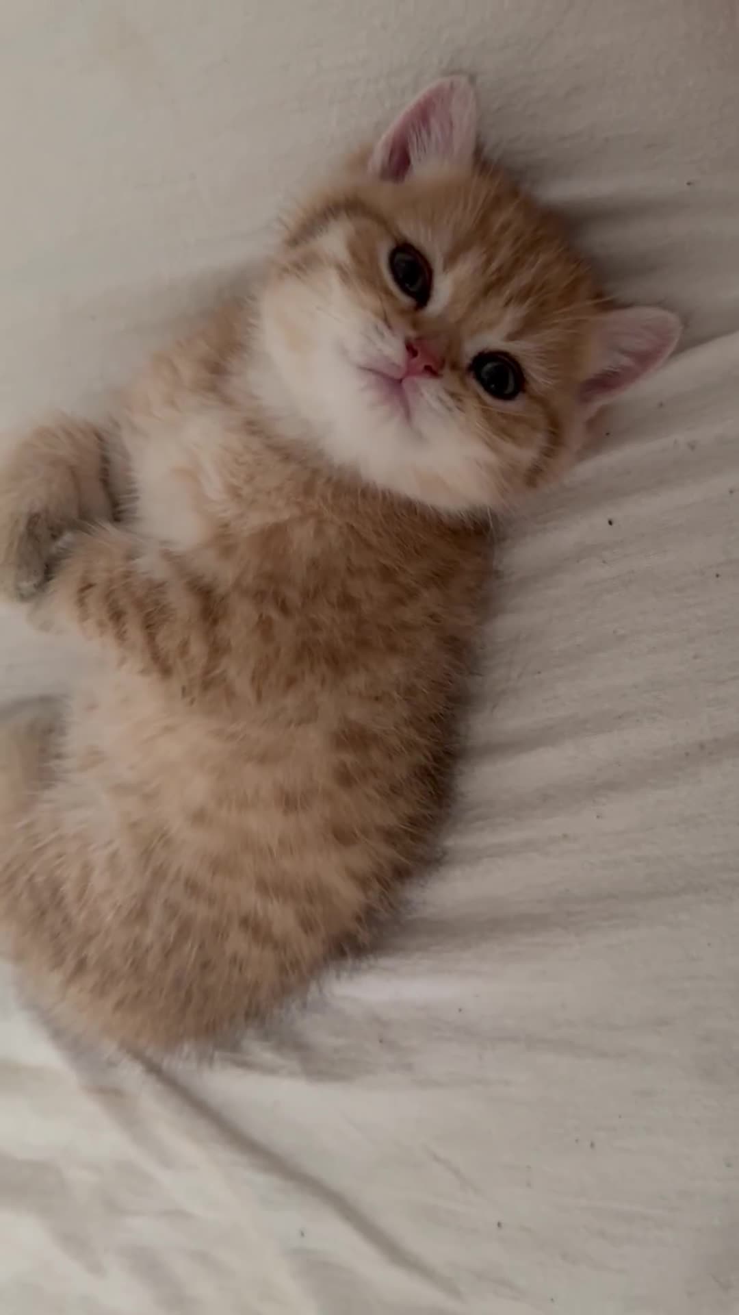 British Shorthair cats for sale: SOLD Sired by Champion FIFE dad -  Golden BSH - Video 2