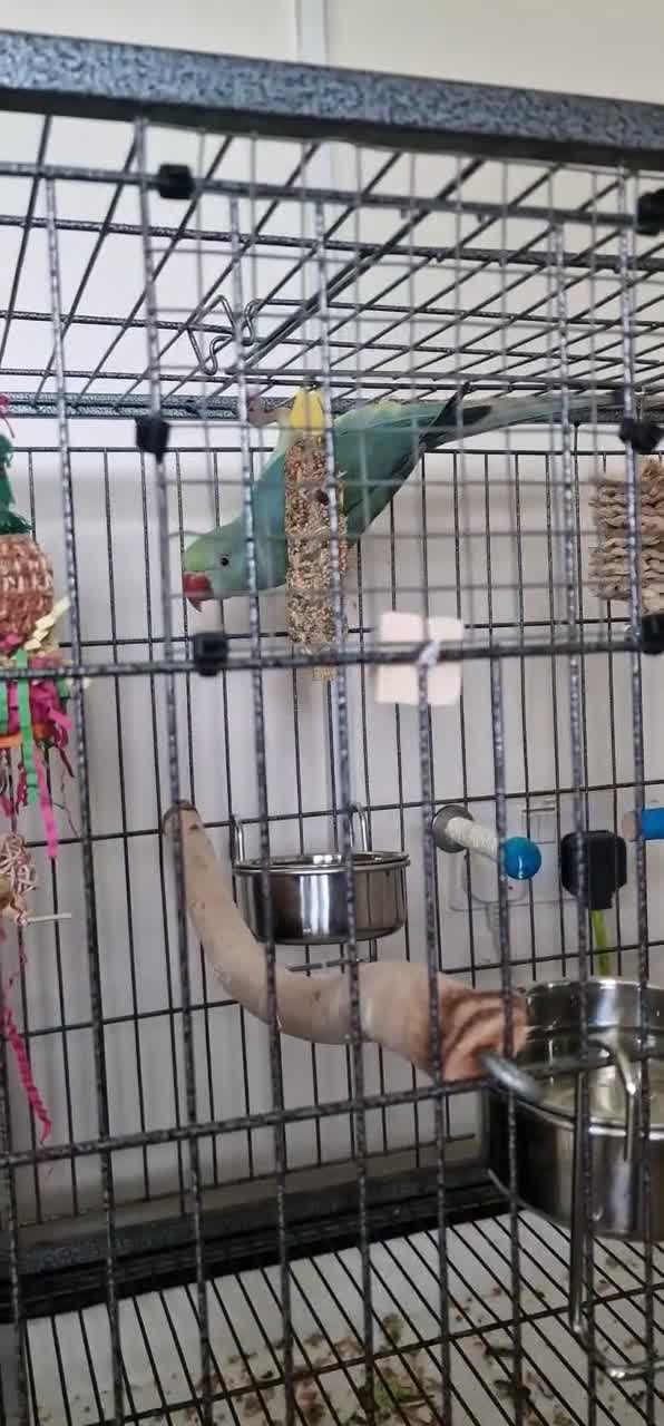 Ringnecks birds for sale: Ringneck parrot  in Lichfield - Video 1