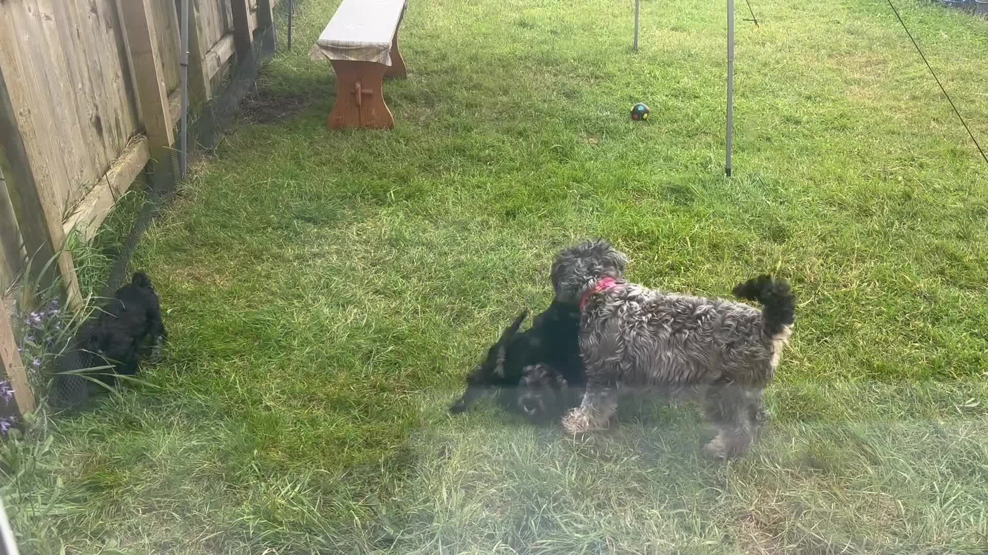 Miniature Schnauzer dogs for sale: Beautiful Miniature Schnauzers  - Video 1