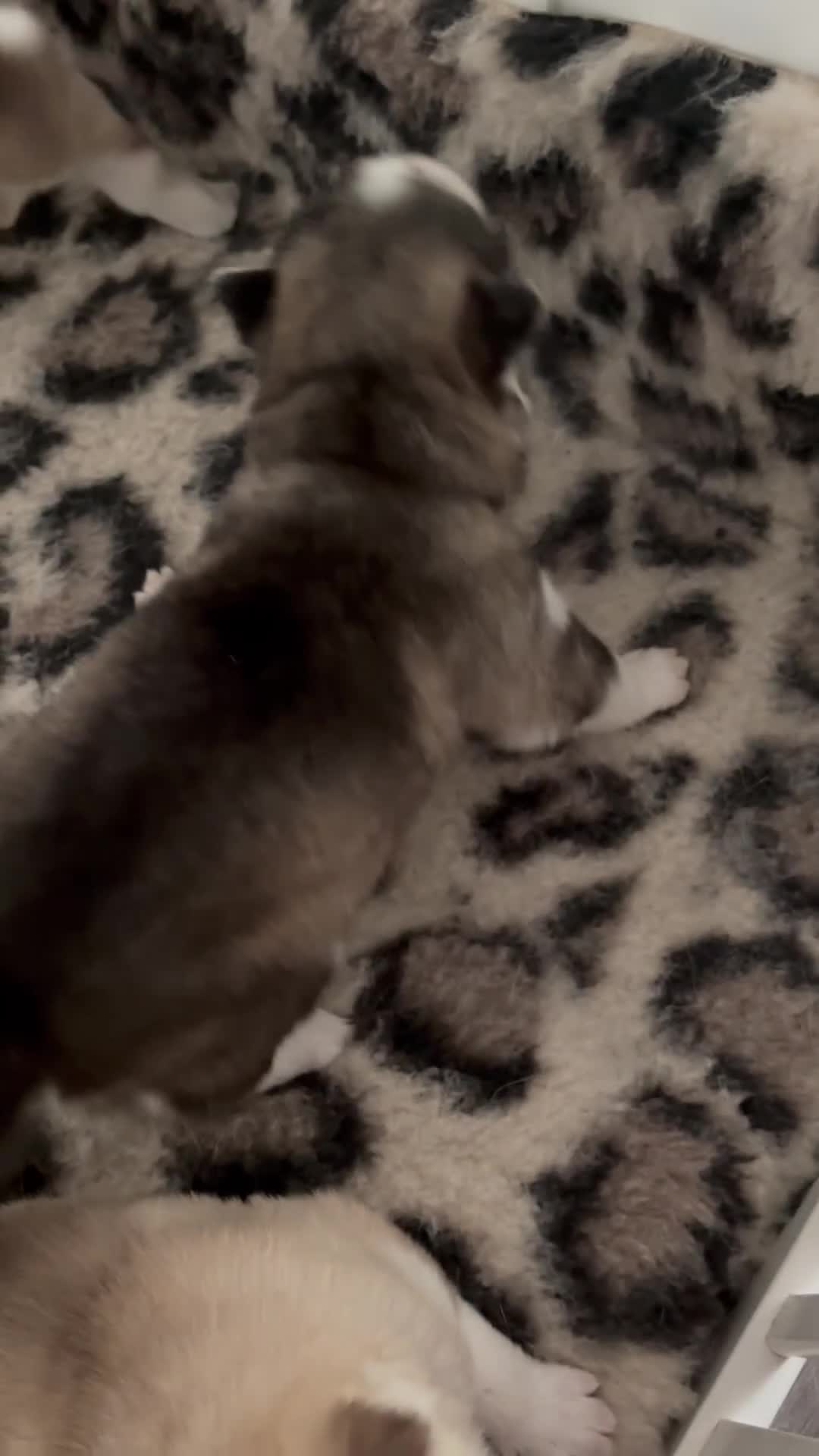 Siberian Husky dogs for sale: Siberian huskies  for sale  - Video 3