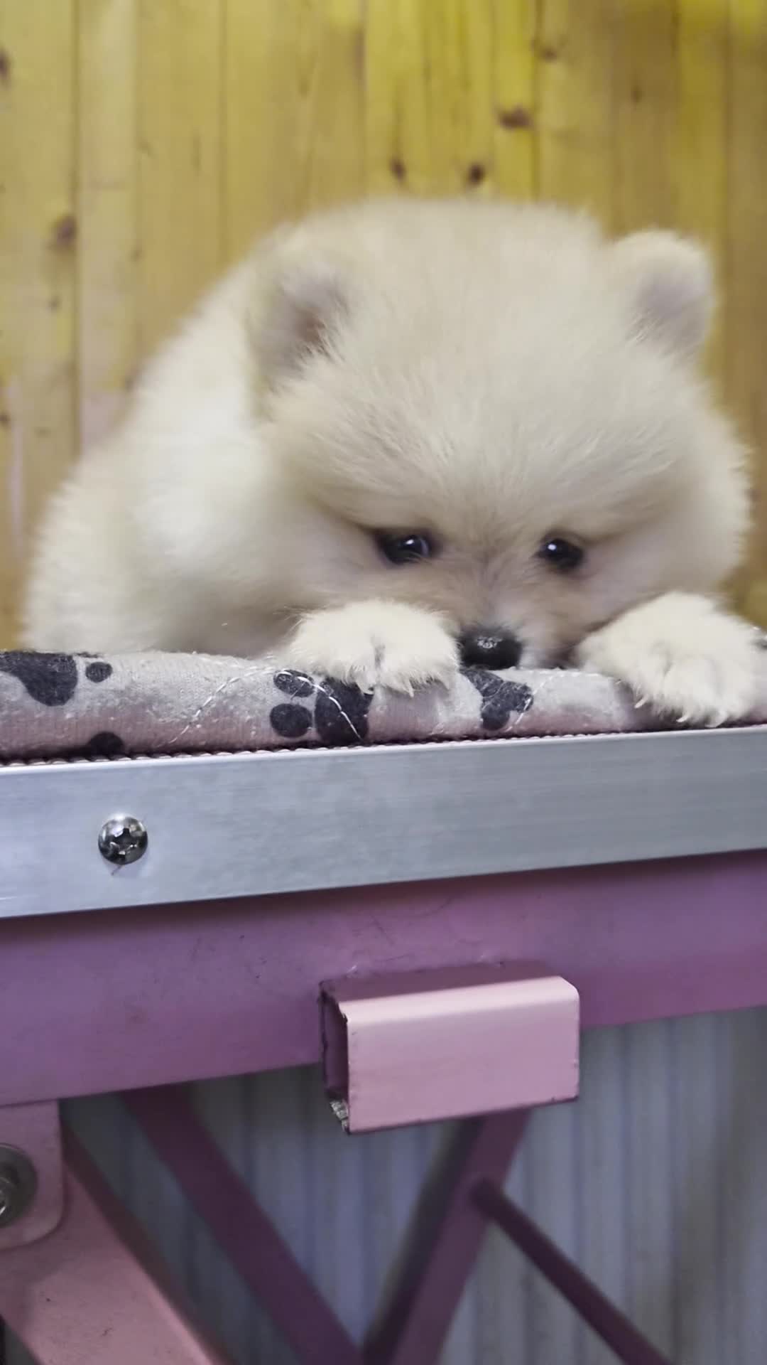 Pomeranian dogs for sale: 💝High Quality Korea/ Russia Babies💝 - Video 1