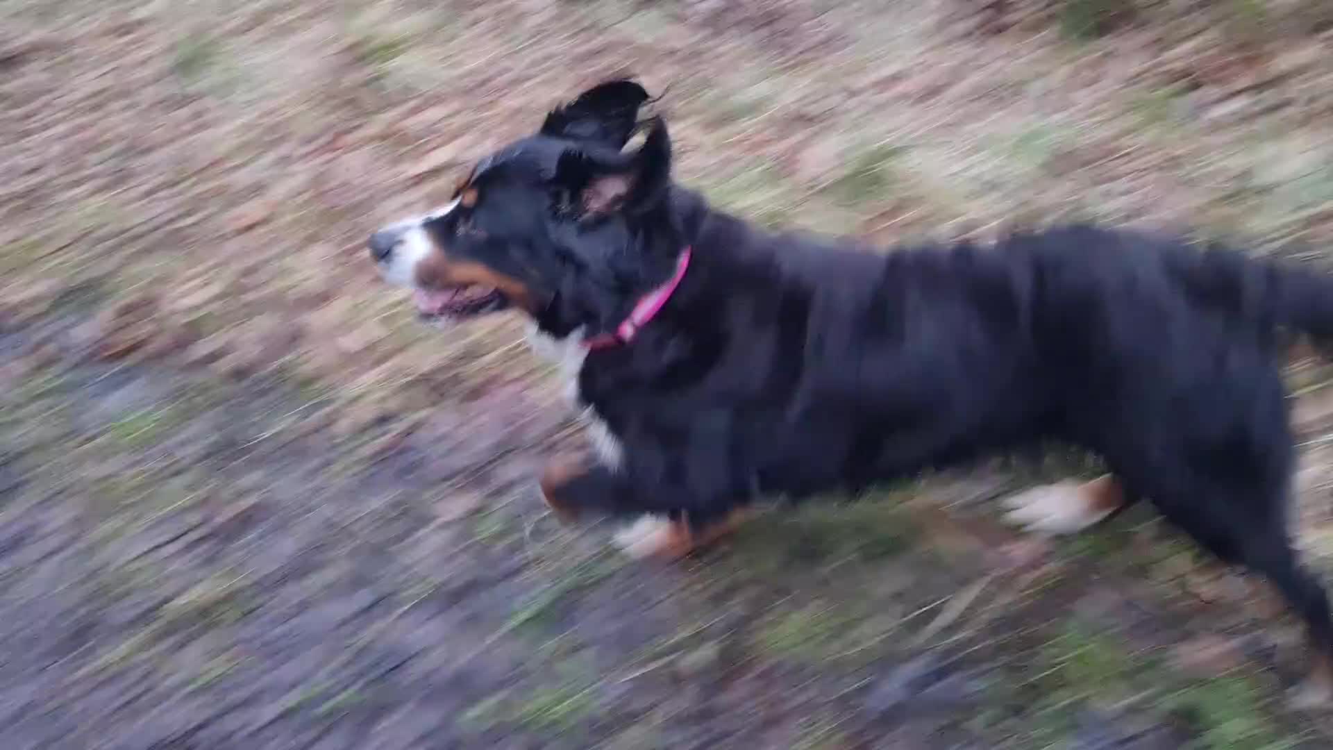 Bernese Mountain Dog dogs for sale: Bernese Mountain Dog girl - Video 3