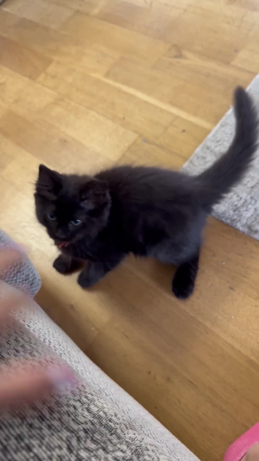 Ragcoon cats for sale: 🐾 Seal Point Ragdoll×Silver Maine Coon Kittens 🐾 - Video 1
