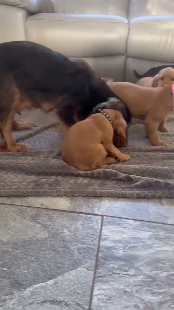 Cocker Spaniel dogs for sale: FULLHEATHTESTED OUTSTANDING SHOWTYPE COCKERSPANIEL in Alton - Video 3