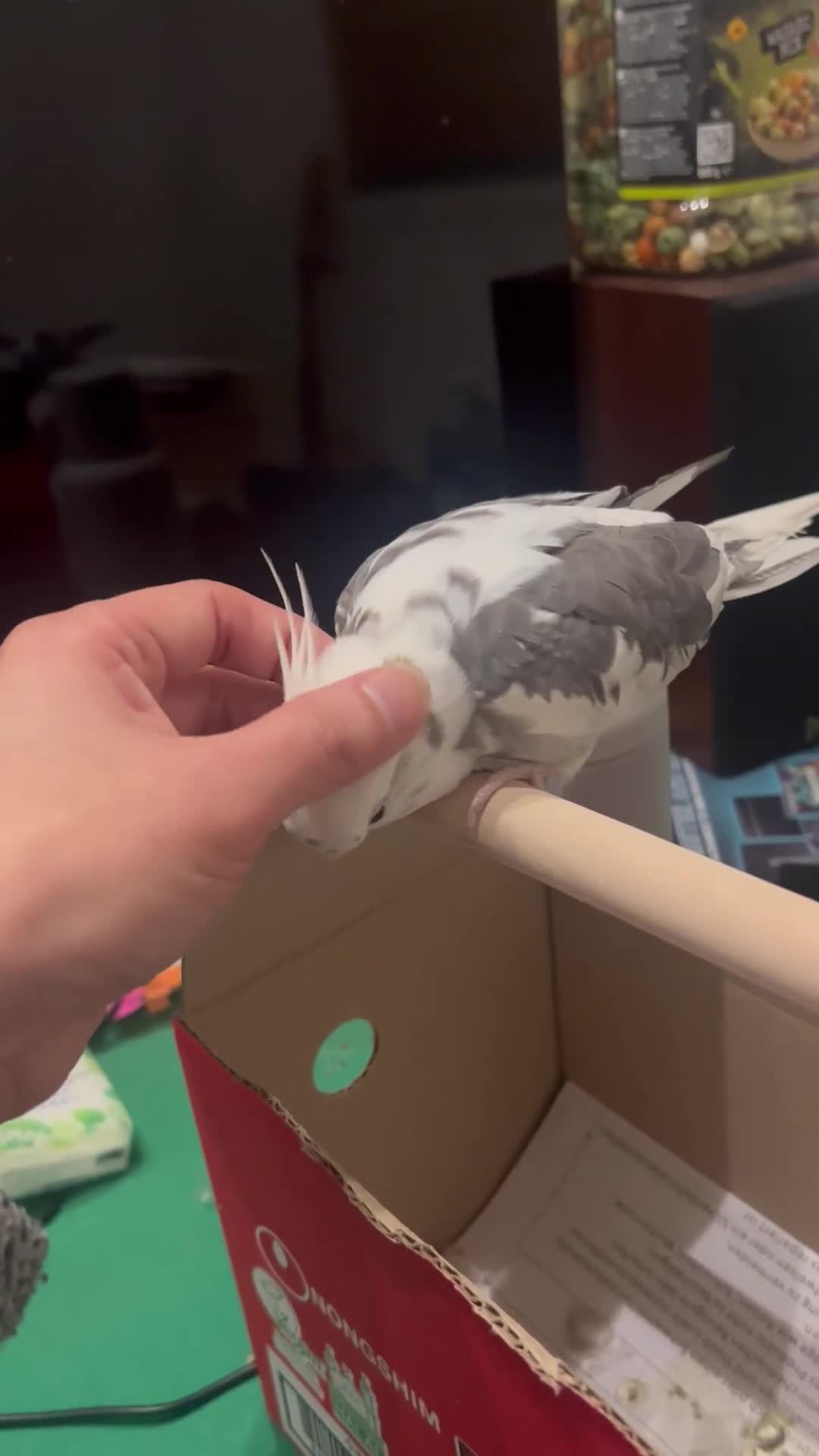 Cockatiels birds for sale: 1 year cockatiel - Video 2