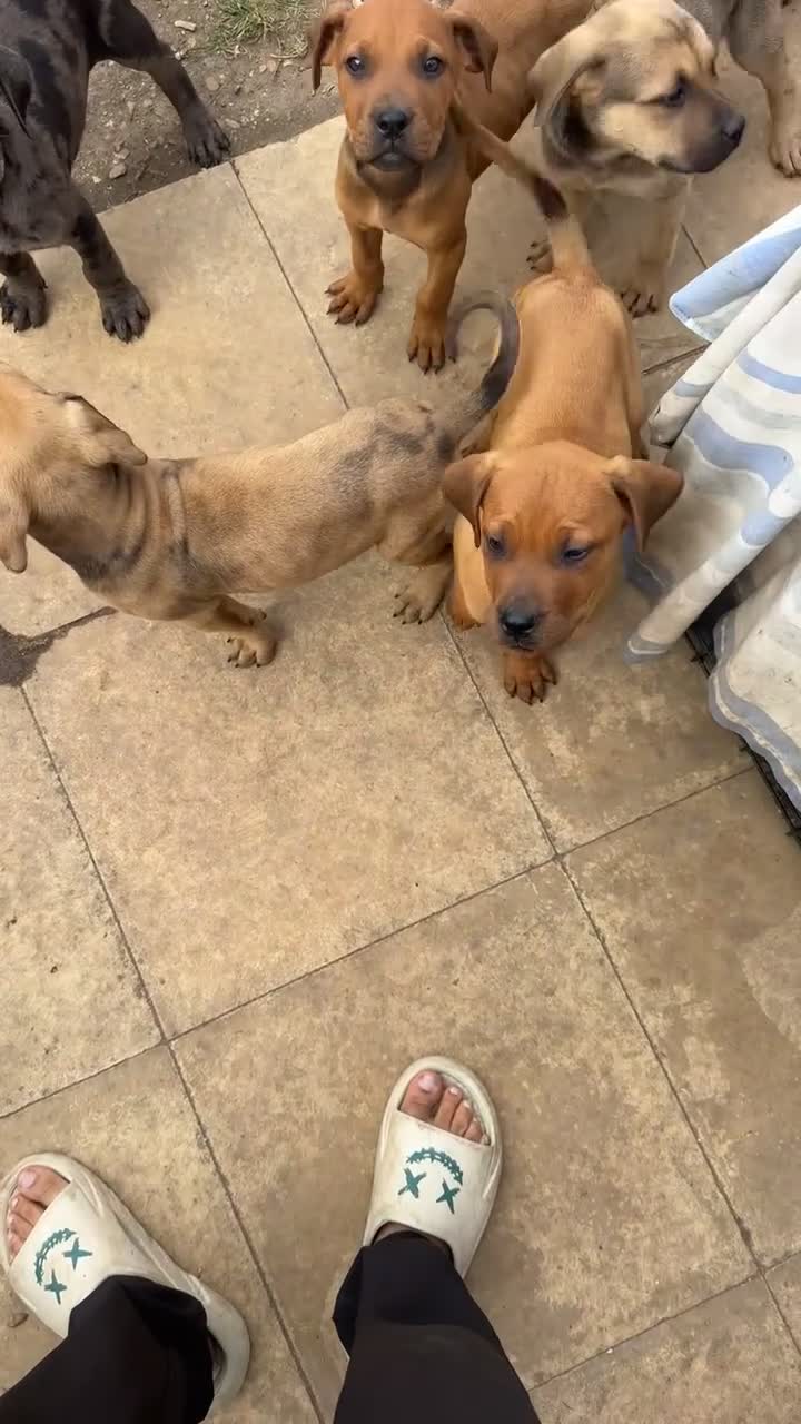 Mixed Breed dogs for sale: CANE CORSO X ROTTWEILER  - Video 1