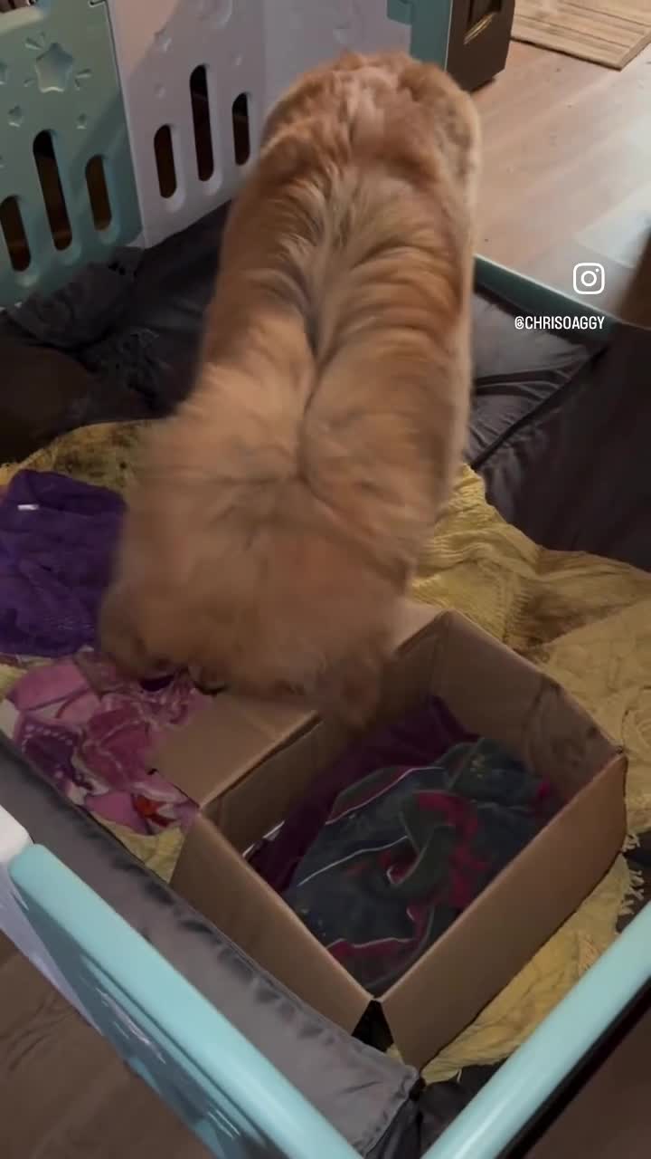 Tibetan Mastiff dogs for sale: Tibetan Mastiff Gentle Giants Champion Bloodlines  - Video 5