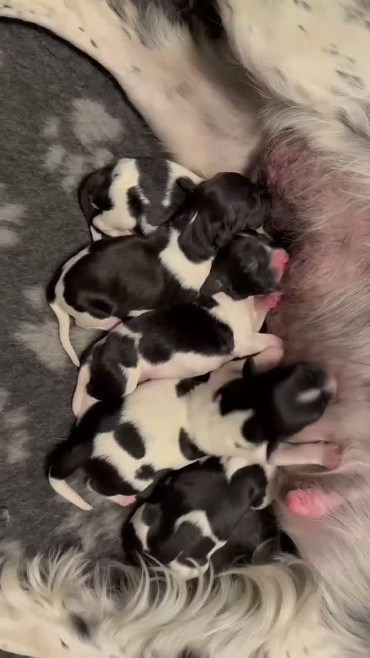 English Springer Spaniel dogs for sale: KC Registered Litter-Fully Health Tested Parents   - Video 4