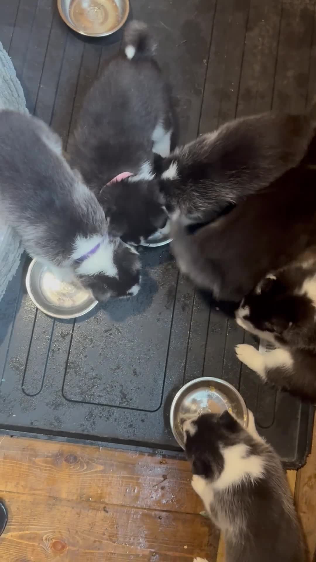 Siberian Husky dogs for sale: 6 pure breed husky pups  - Video 2