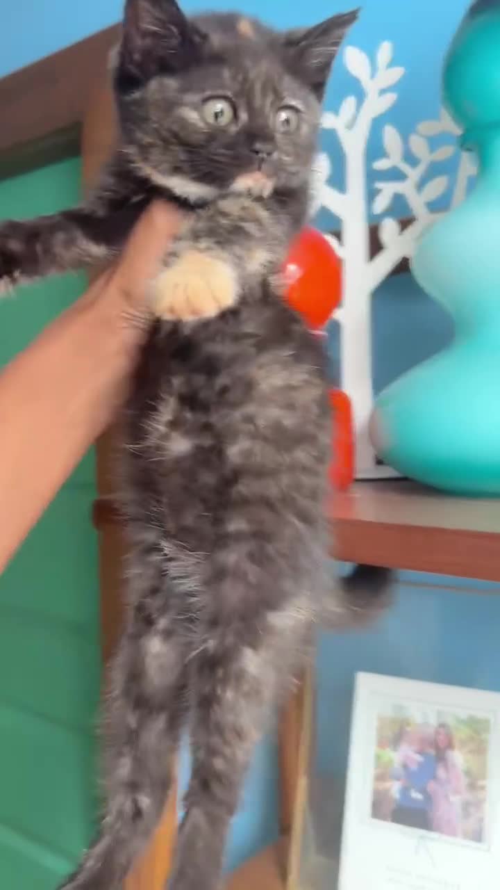 British Shorthair cats for sale: Pure British Shorthair Girls Ready Now! - Video 2