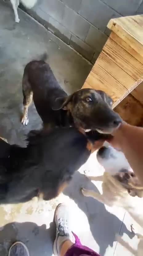 Mixed Breed dogs for adoption: Hannah, 2-3 yrs old. Available for adoption. - Video 1