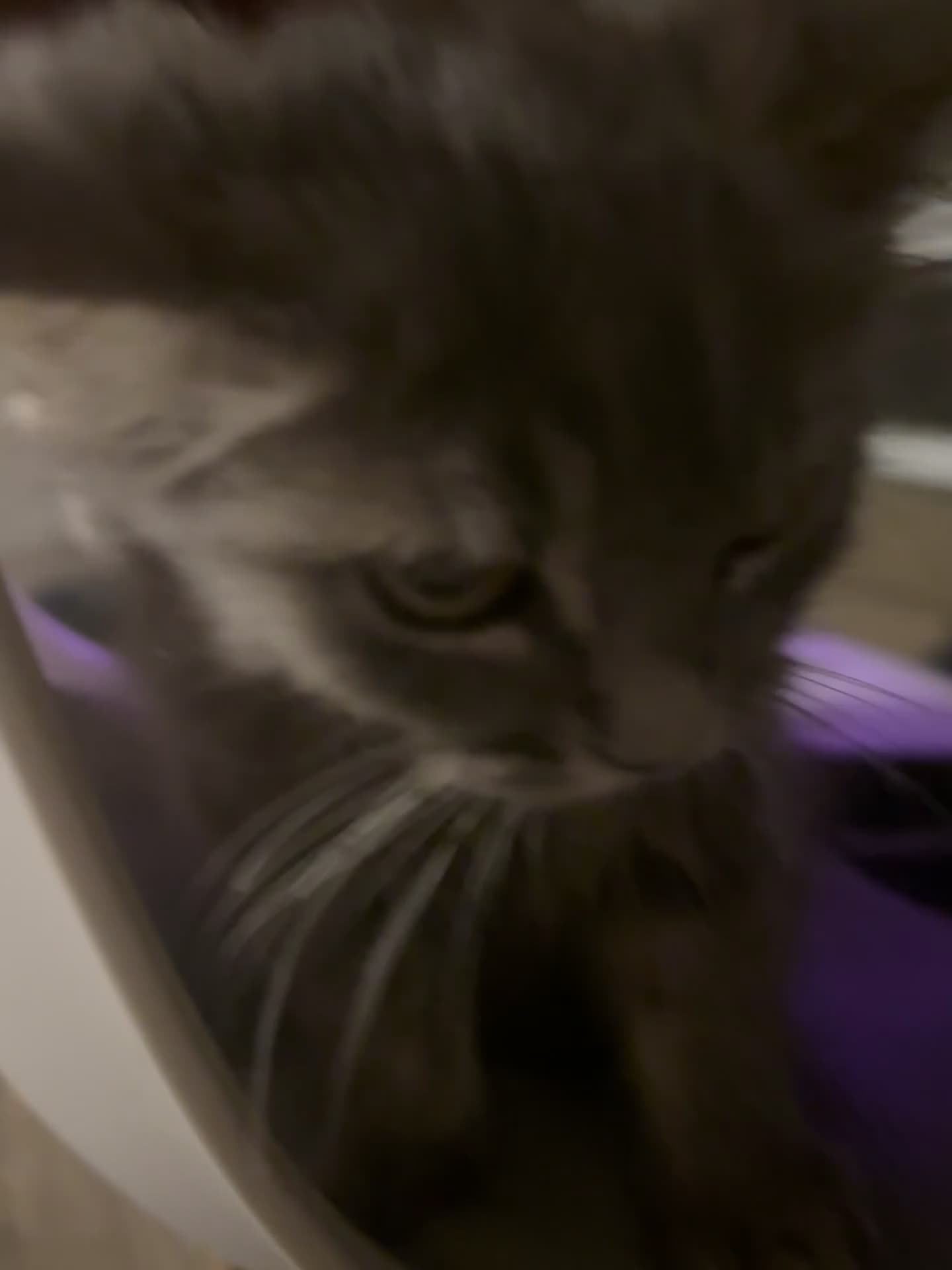 Persian cats for sale: Cute fluffy boy  - Video 1