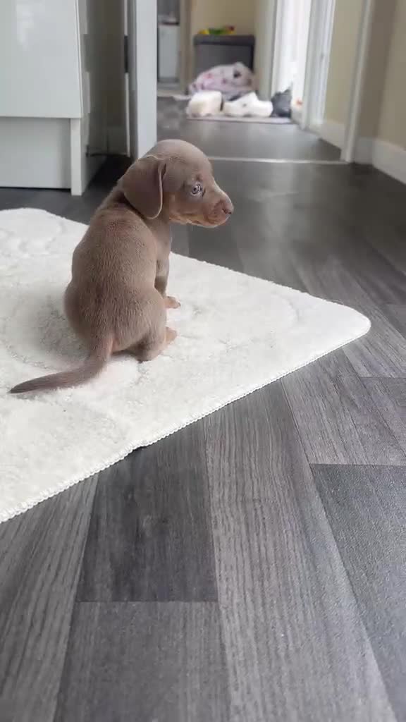 Miniature Dachshund dogs for sale: Kc Mini dachshund puppy’s  READY To LEAVE🐶🐶🐶 - Video 2