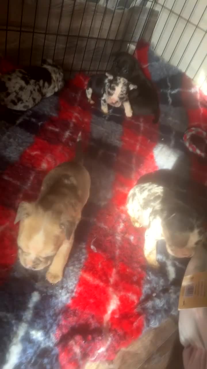 Mixed Breed dogs for sale: Gorgeous litter of frenchieX  - Video 1