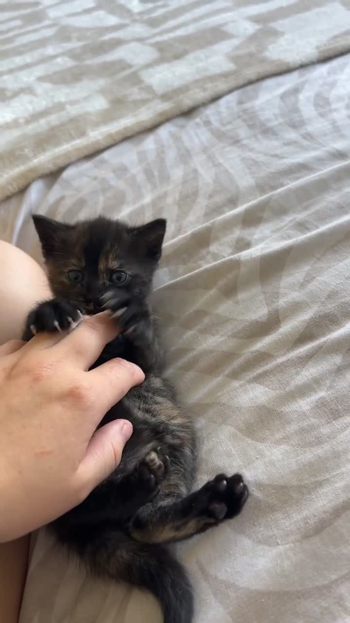 Mixed Breed cats for sale: Last kitten looking for her forever home  in Spalding - Video 1