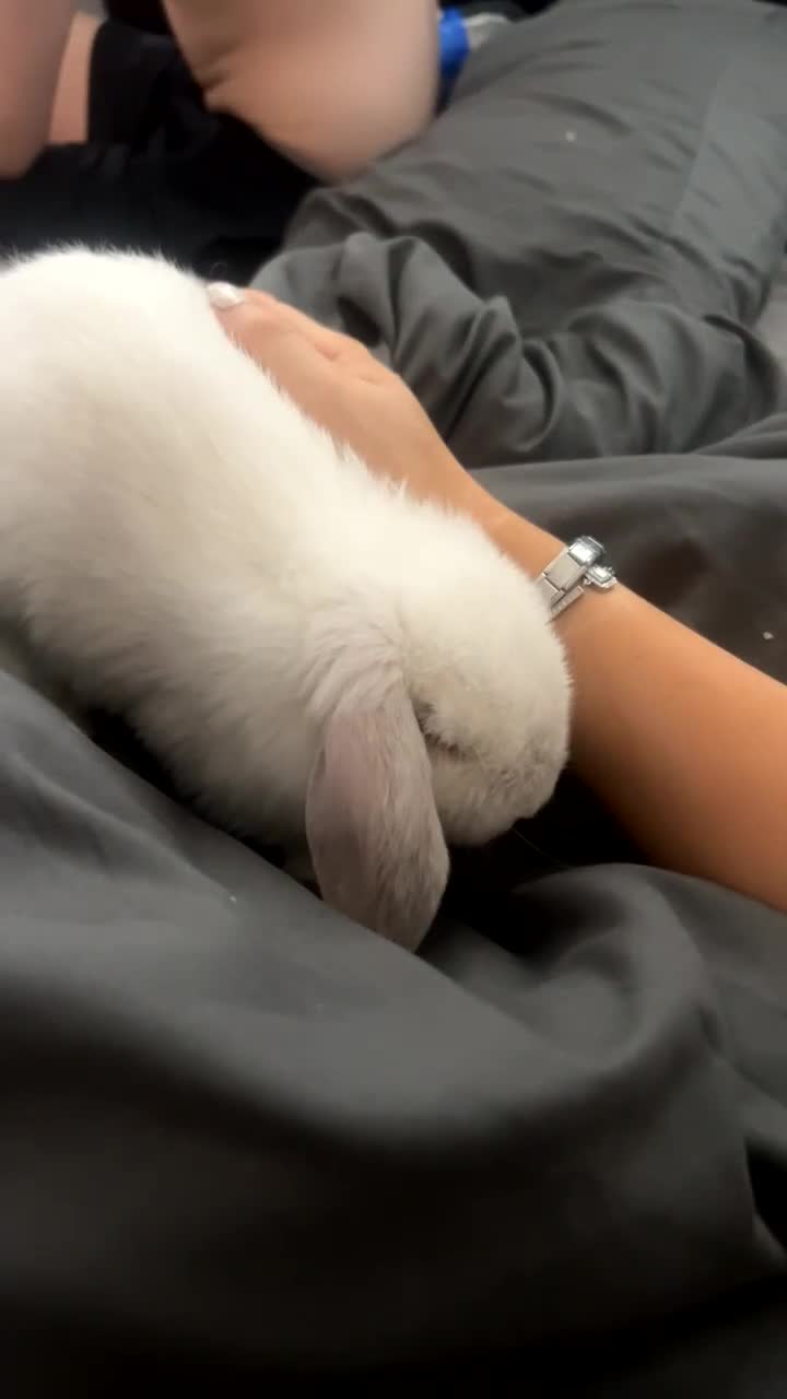 Mini Lop rabbits for sale: Mini lop rabbit - Video 3