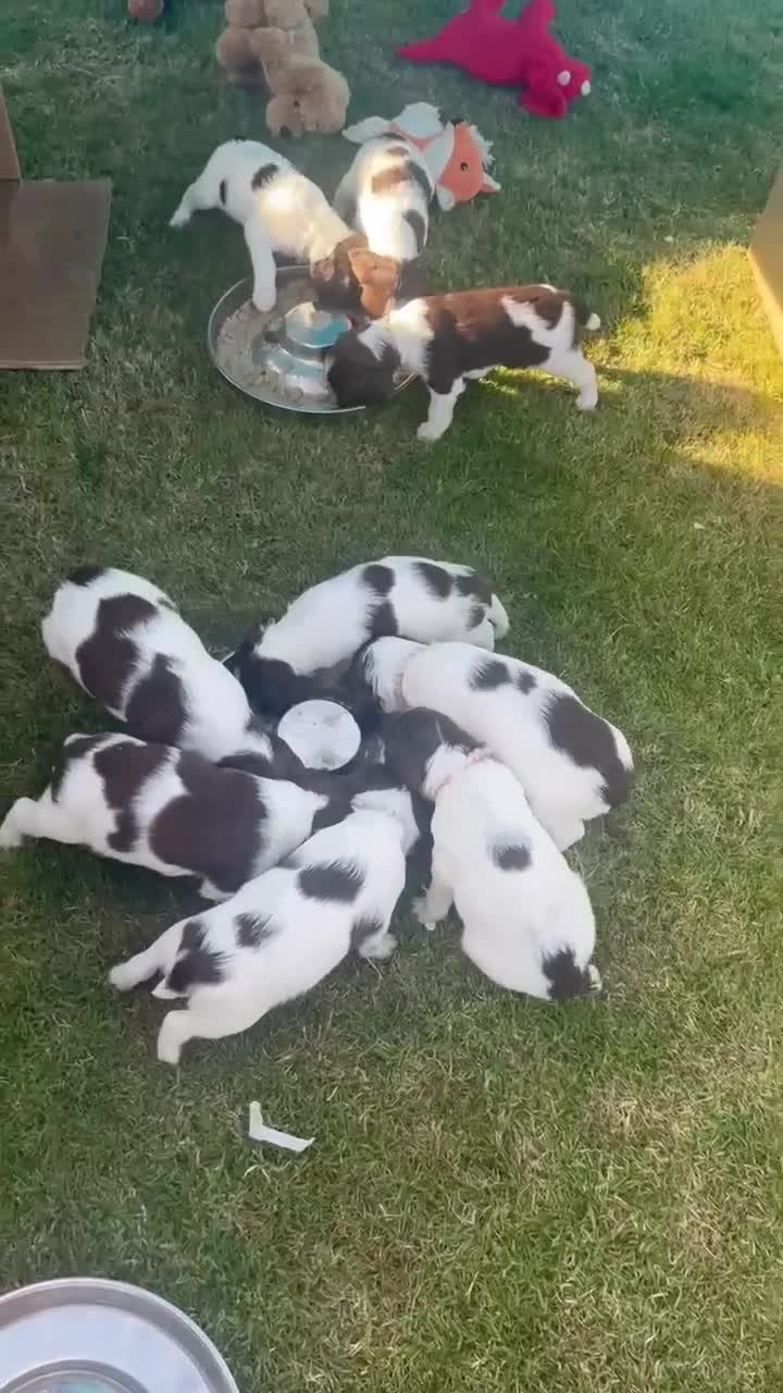 English Springer Spaniel dogs for sale: FTCH x FTAW - Video 1