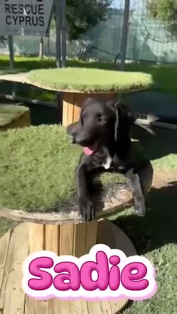 Mixed Breed dogs for adoption: Sadie – 9 months old, Mixed Breed Girl Pup in Stoke-on-Trent - Video 3