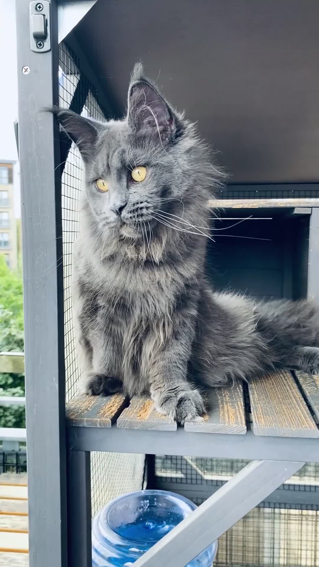 Maine Coon cats for sale: 💙*🦁*BLUE MAINE COON*💎*KITTENS*🦁*💙 - Video 1