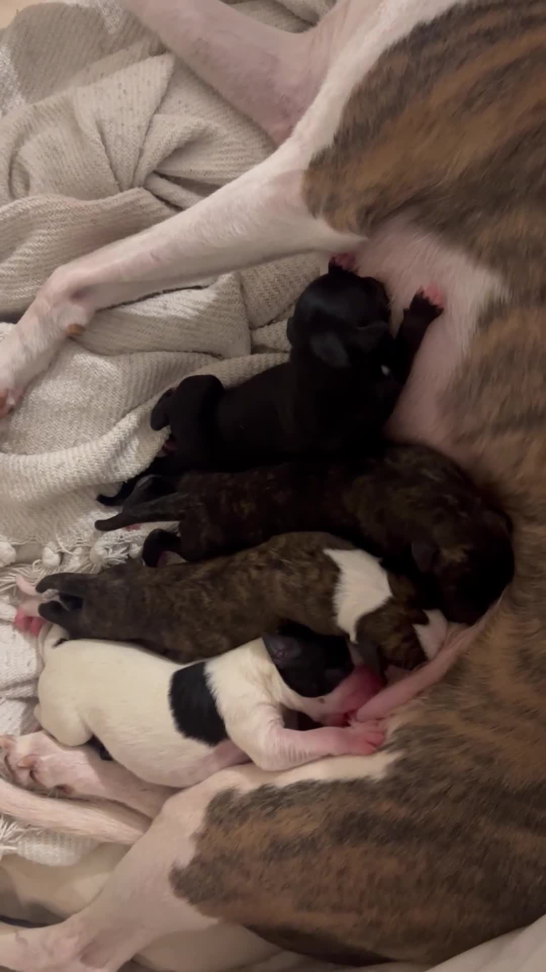 Whippet dogs for sale: Whippet Pups For Sale - Video 1
