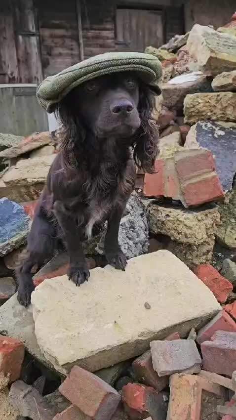 Cocker Spaniel dogs for sale: Cocker spaniel puppies  - Video 1