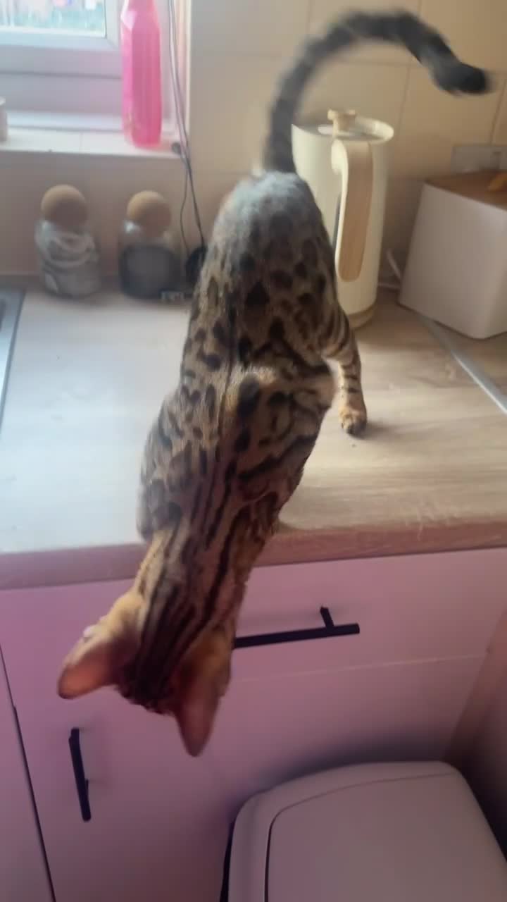 Bengal cats for sale: Bengal cat - Video 2
