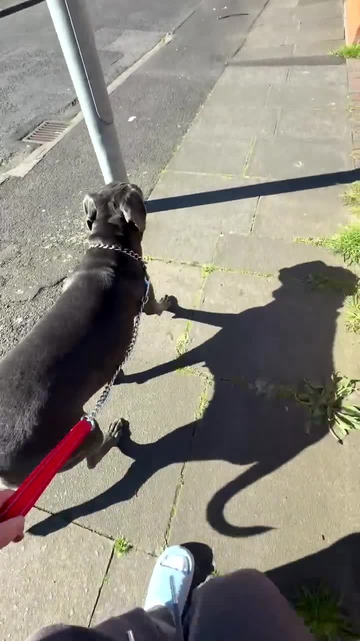 Cane Corso dogs for sale: Cane corso - Video 2