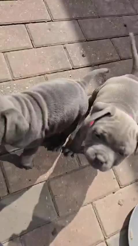 Staffordshire Bull Terrier dogs for sale: KC Registered Staffy Puppies - Video 1