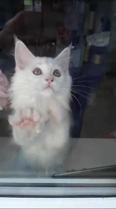 Maine Coon cats for sale: Pure White Full Breed Maine Coon Girl - Video 2