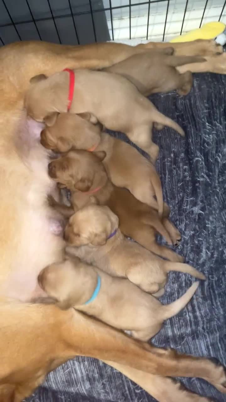 Labradoodle dogs for sale: F1b labradoodle puppies - Video 3