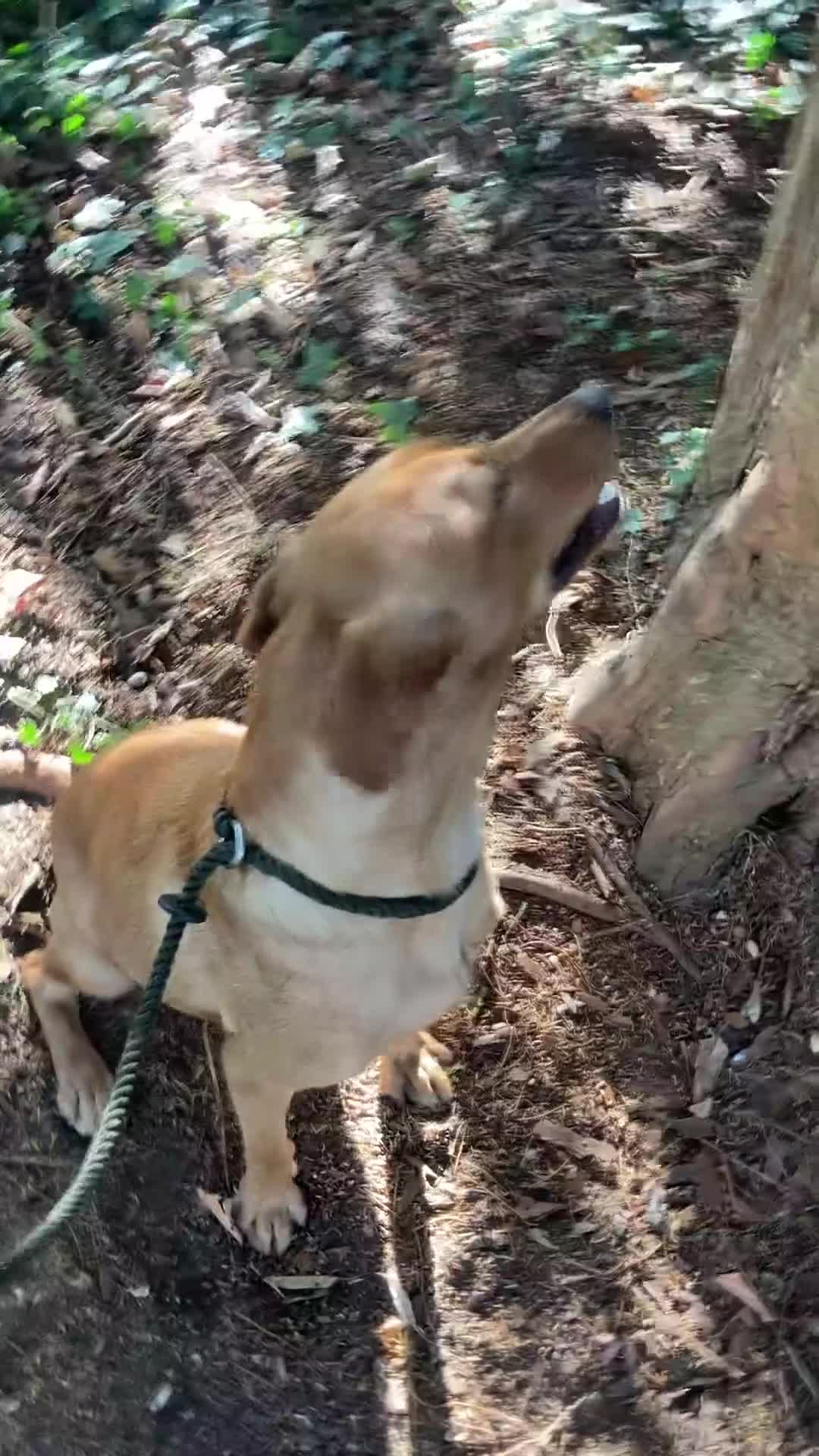 Mixed Breed dogs for sale: Stunning Work Labrador Mix  - Video 2