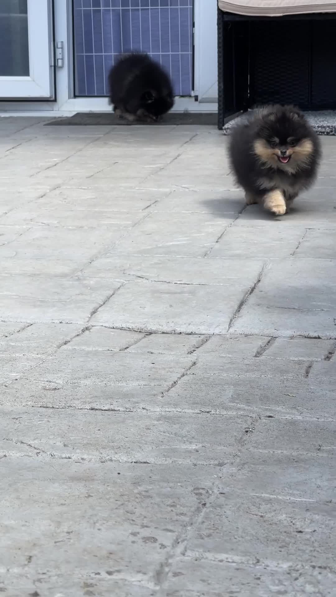 Pomeranian dogs for sale: 👑 Exclusive Rare Black & Tan Boy 👑 - Video 4