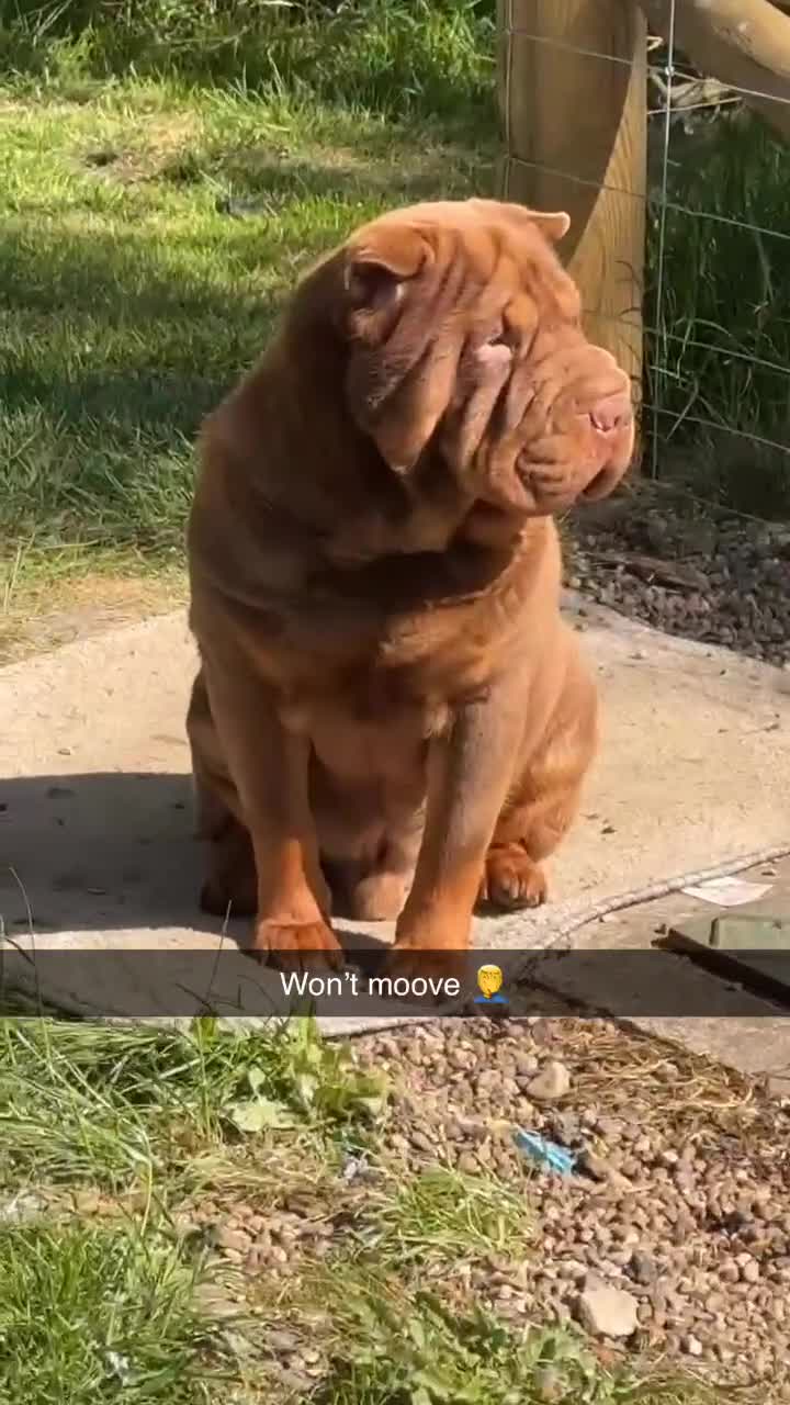 Shar Pei dogs for stud: YOGI CHOCLATE TAN SON OF TANK in Scunthorpe - Video 1