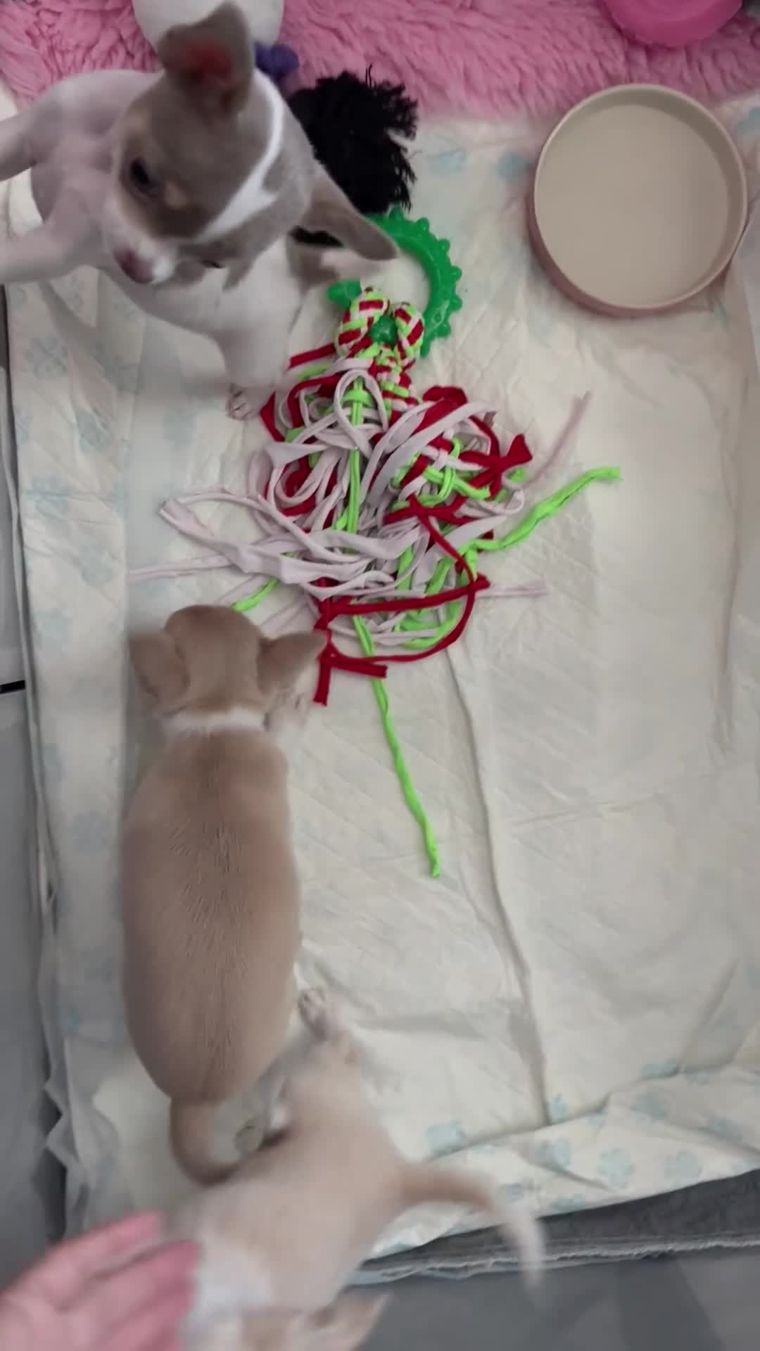 Chihuahua dogs for sale: Exquisite KC Apple Chihuahua Puppies - 1 left  - Video 5