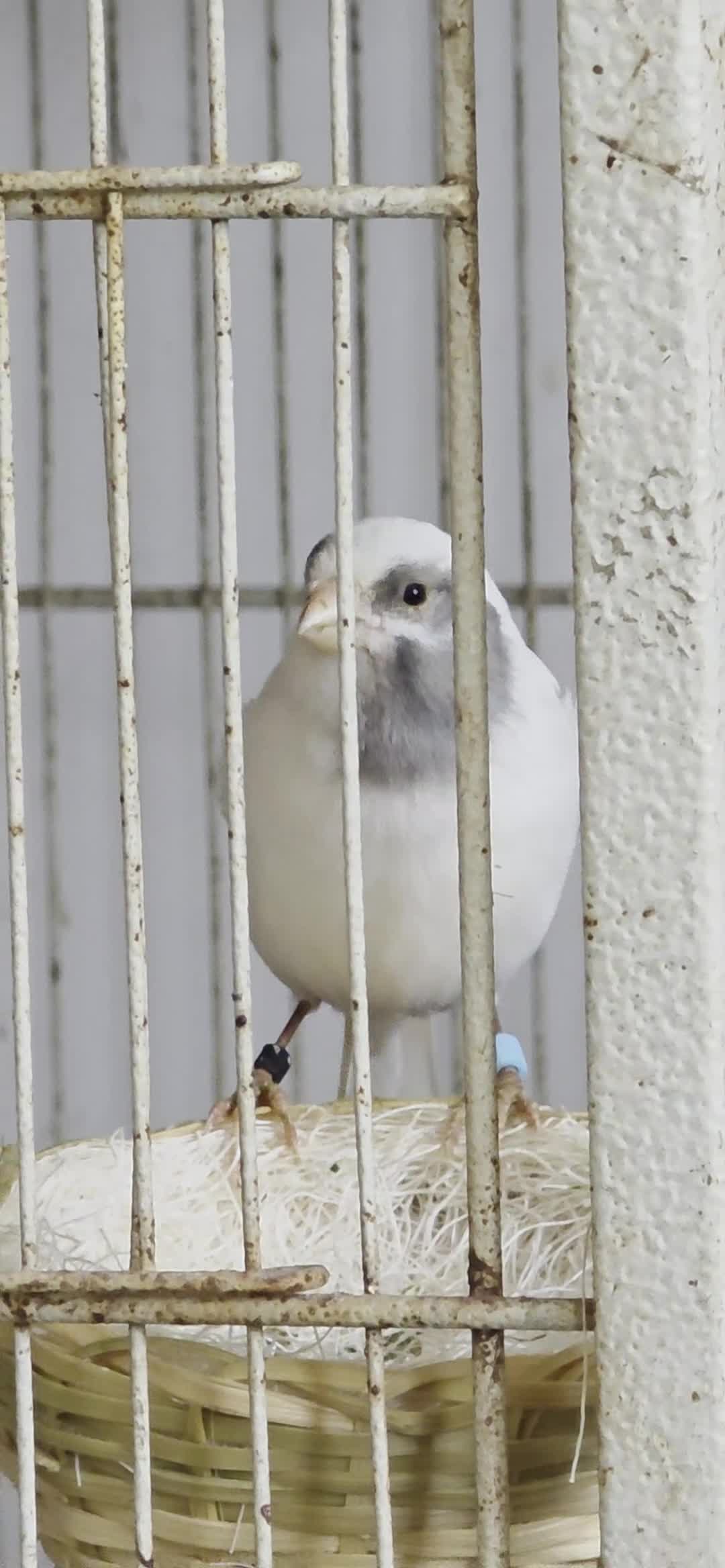 Budgerigars birds for sale: Coming Soon: Hand-Raised & Aviary Baby Birds! 🐦 - Video 2
