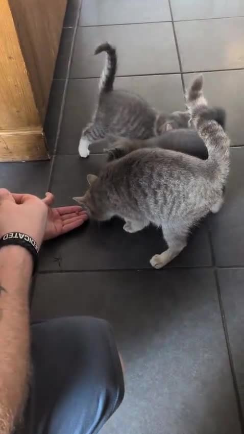 Mixed Breed cats for sale: Mixed short haired  in Ripley - Video 1