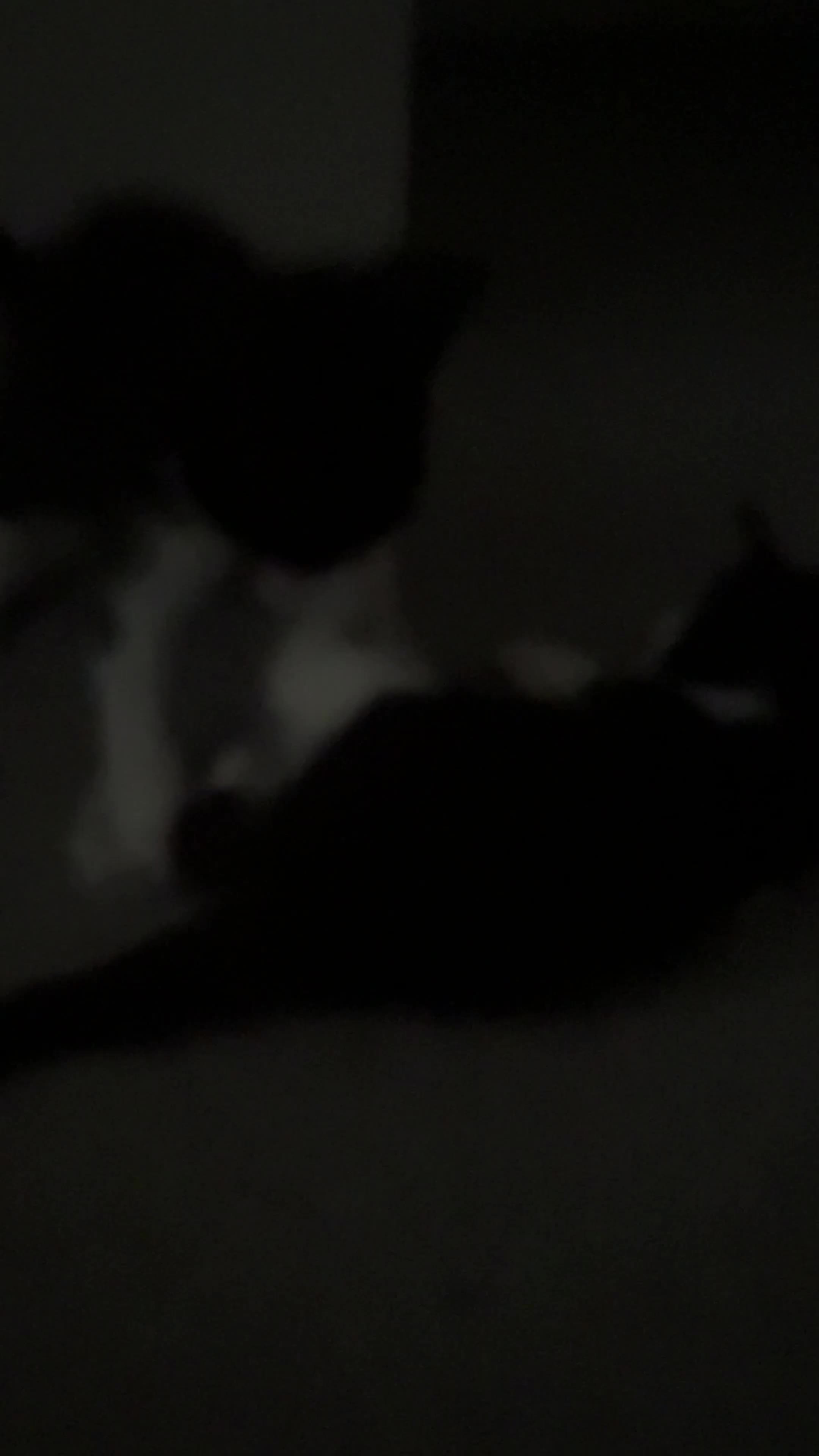 Domestic Shorthair cats for sale: 🐾 Gorgeous Black & White Kittens  - Video 1