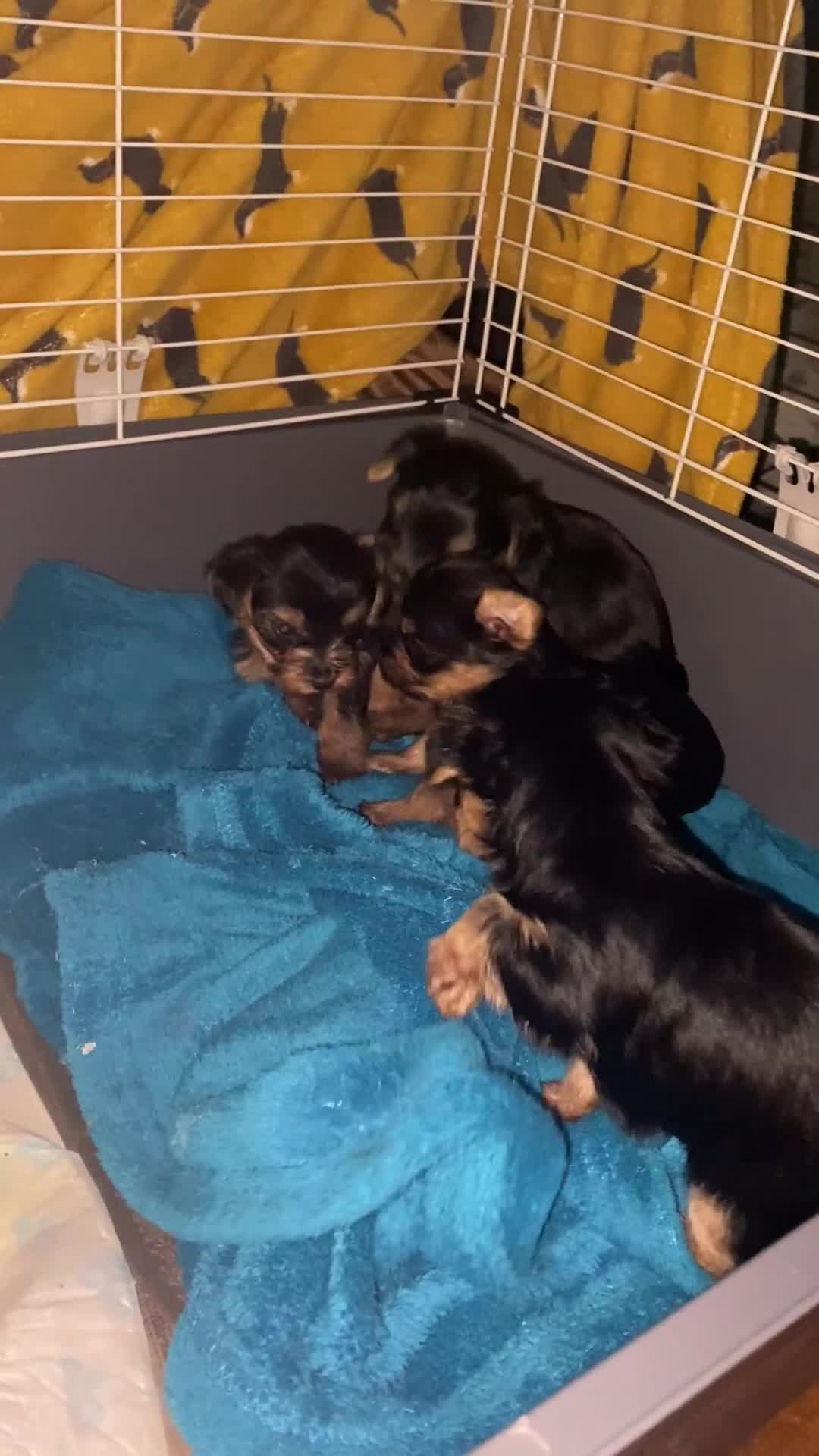 Yorkshire Terrier dogs for sale: 4 Stunning Minature Yorkshire terriers for sale  - Video 3