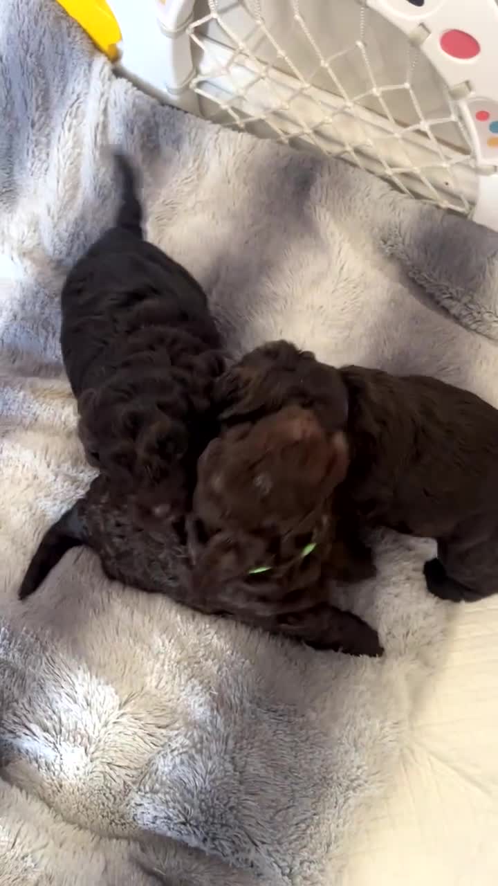 Cockapoo dogs for sale: Cockerpoo - Video 1