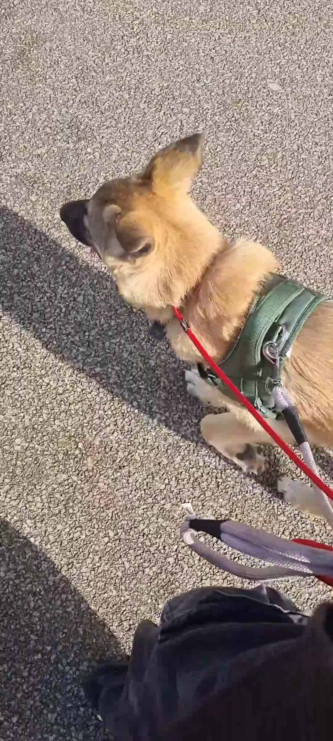 Mixed Breed dogs for sale: 7 month German Shepherd X kangal in Winchester - Video 2