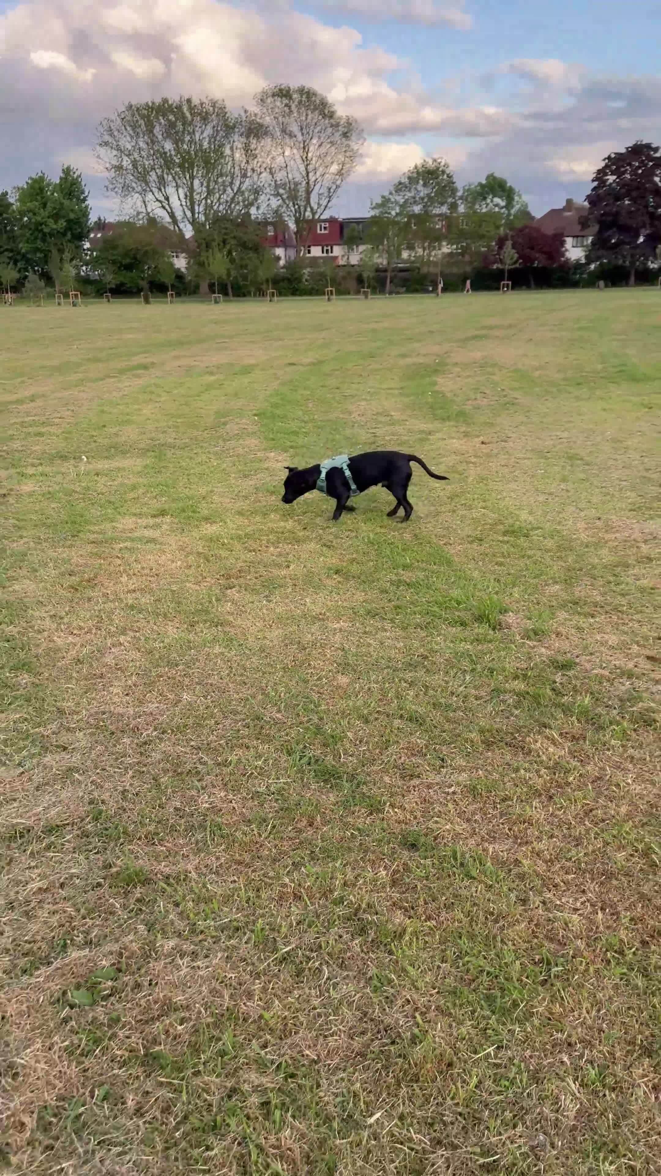 Mixed Breed dogs for sale: Lovely dog  - Video 1