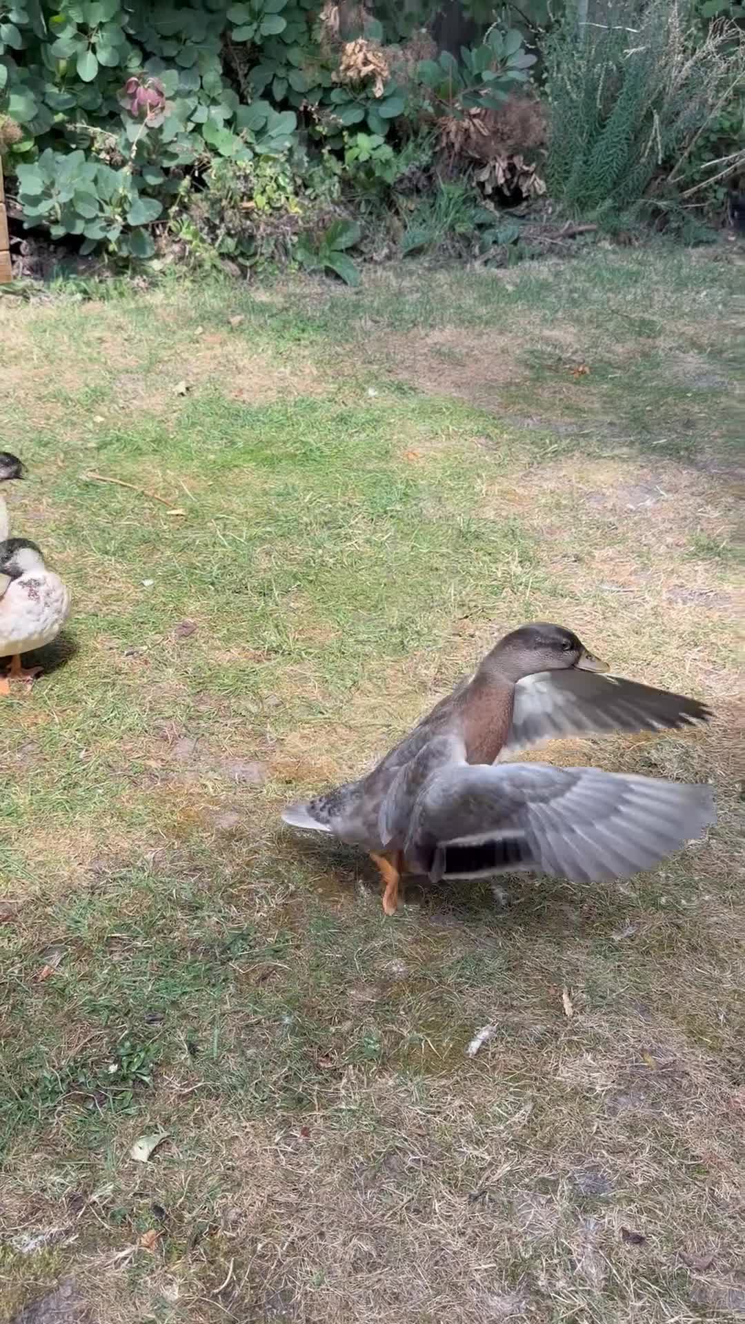 Ducks poultry for sale: 2 Male call Ducks (1 Abacot and 1 Rouen) - Video 1