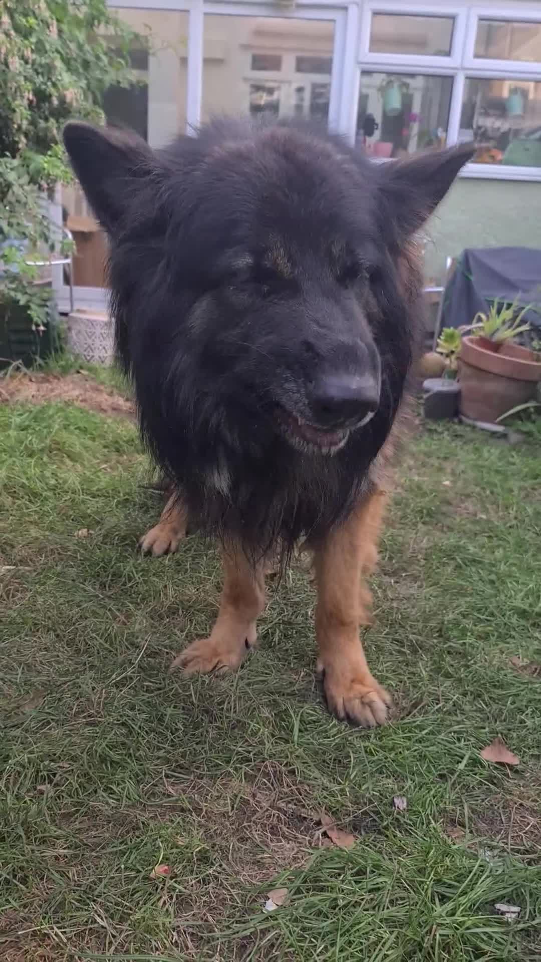 German Shepherd dogs for sale: Long fur German shepard  - Video 1